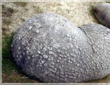 Живые камни — минеральные формы жизни Какие камни растут в полях